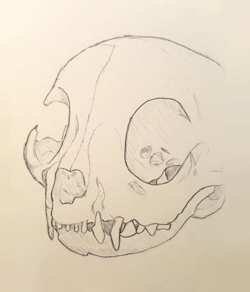 Skull study.